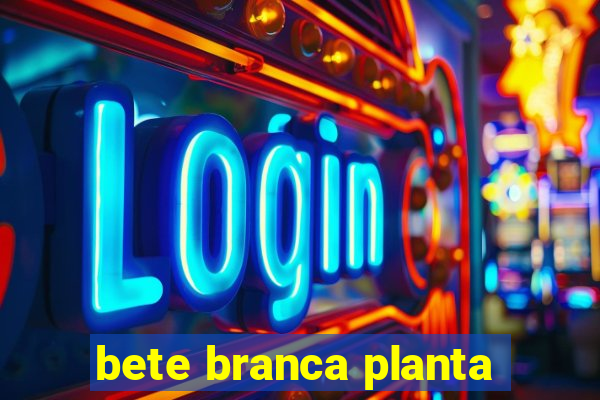 bete branca planta